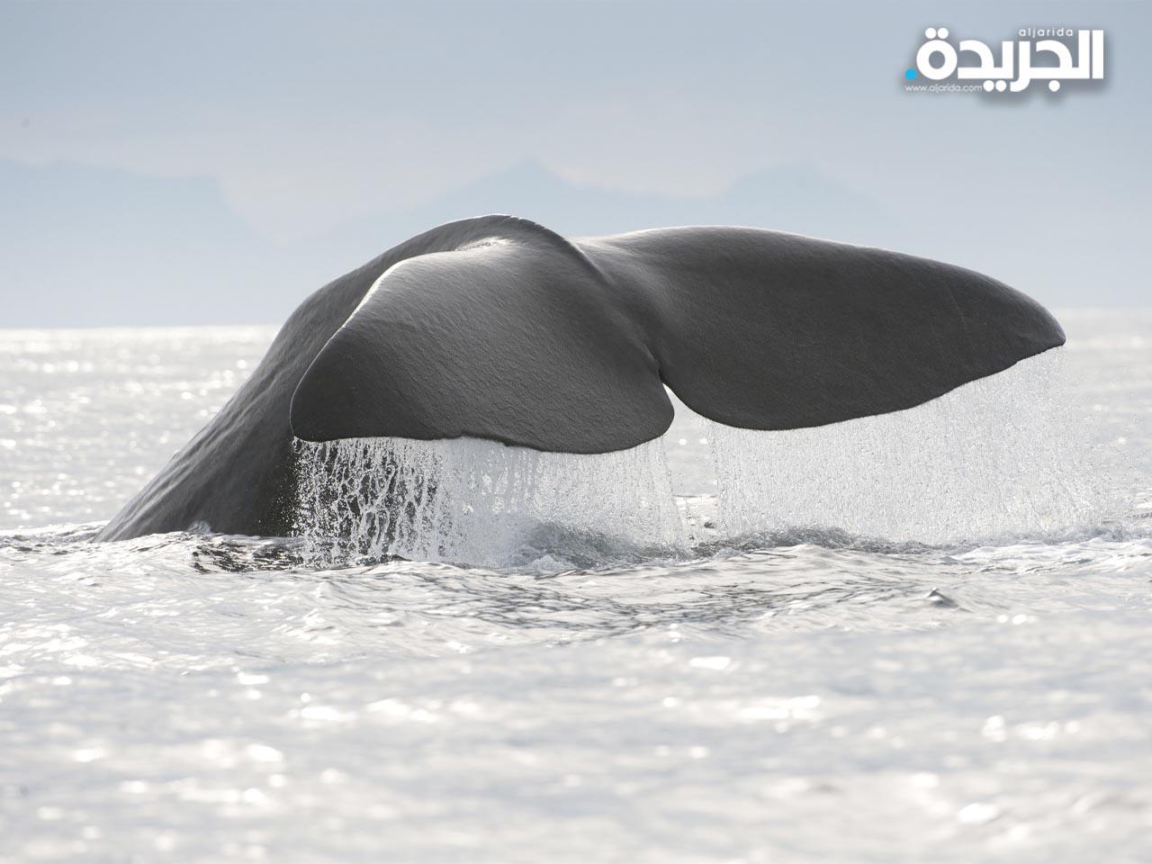 حيتان المنك