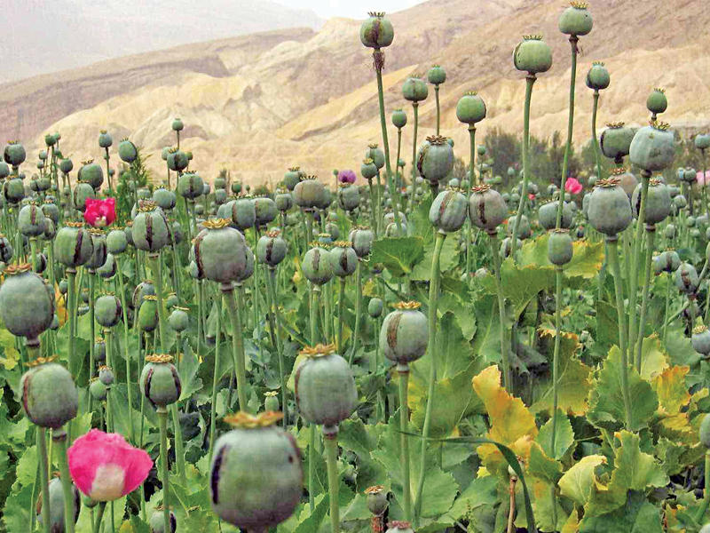 زهرة الأفيون 