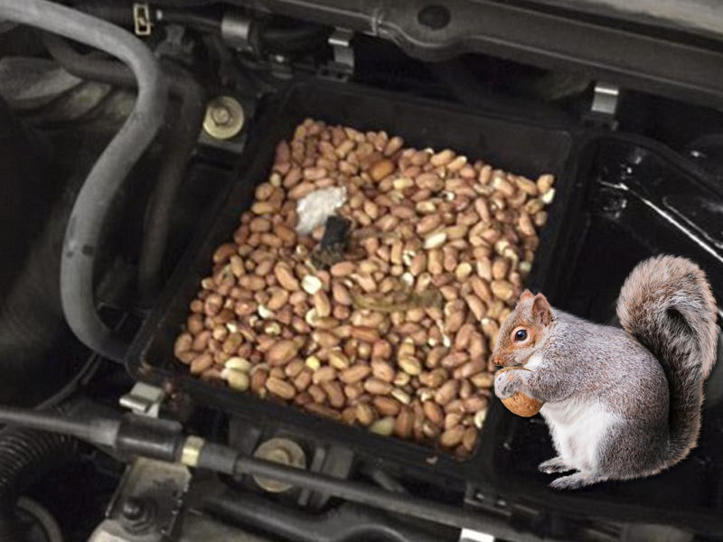 مخزن السنجاب