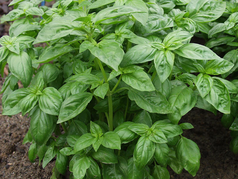 أوراق الريحان