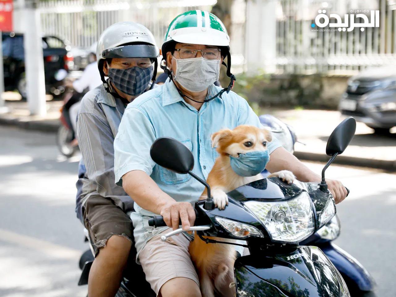 فيتنام: قتل كلاب بعد إصابة صاحبيها بـ «كورونا»