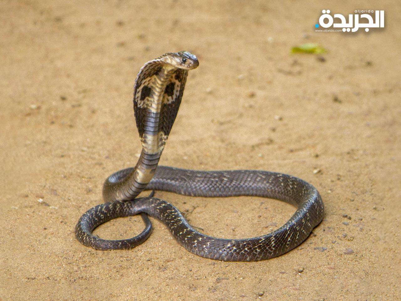 القتل بعضة الثعابين.. جريمة رائجة في الهند