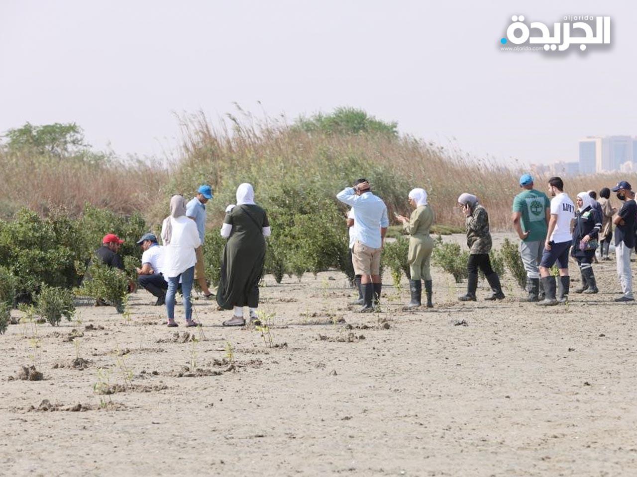 «البيئة» تستكمل المرحلة الثالثة من زراعة «القرم» في محمية الجهراء