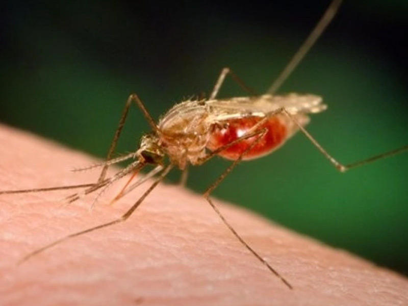 بعوضة الملاريا