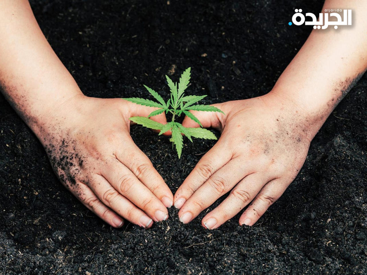 لوكسمبورغ تسمح بزراعة القنب للاستخدام الشخصي