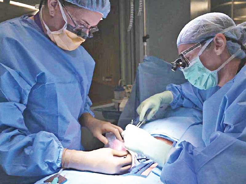 زراعة كلية خنزير معدلة في إنسان