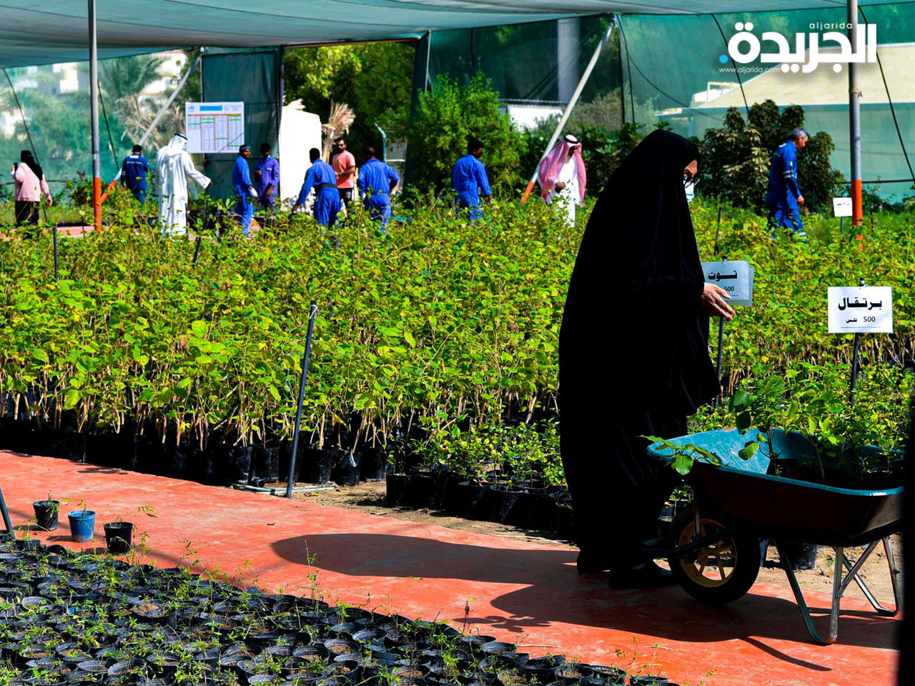 زراعة الشتلات ورعايتها طوال الموسم الزراعي وبجهود محلية