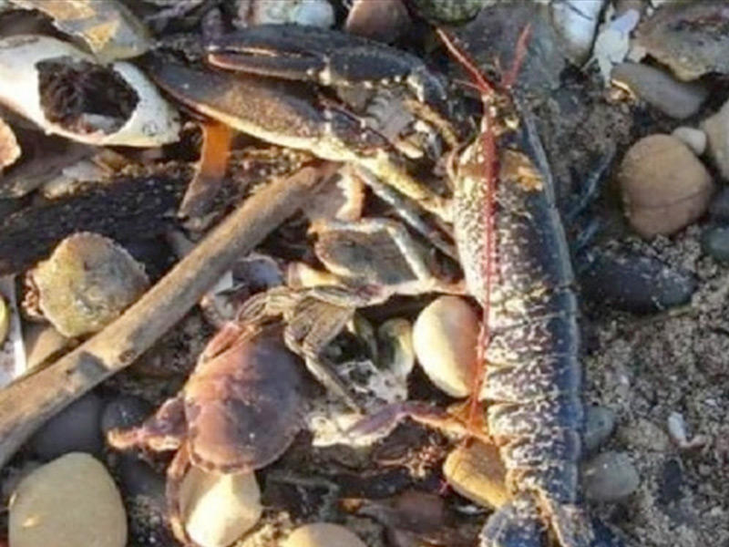  آلاف المخلوقات الميتة على شواطئ شمال شرقي إنكلترا