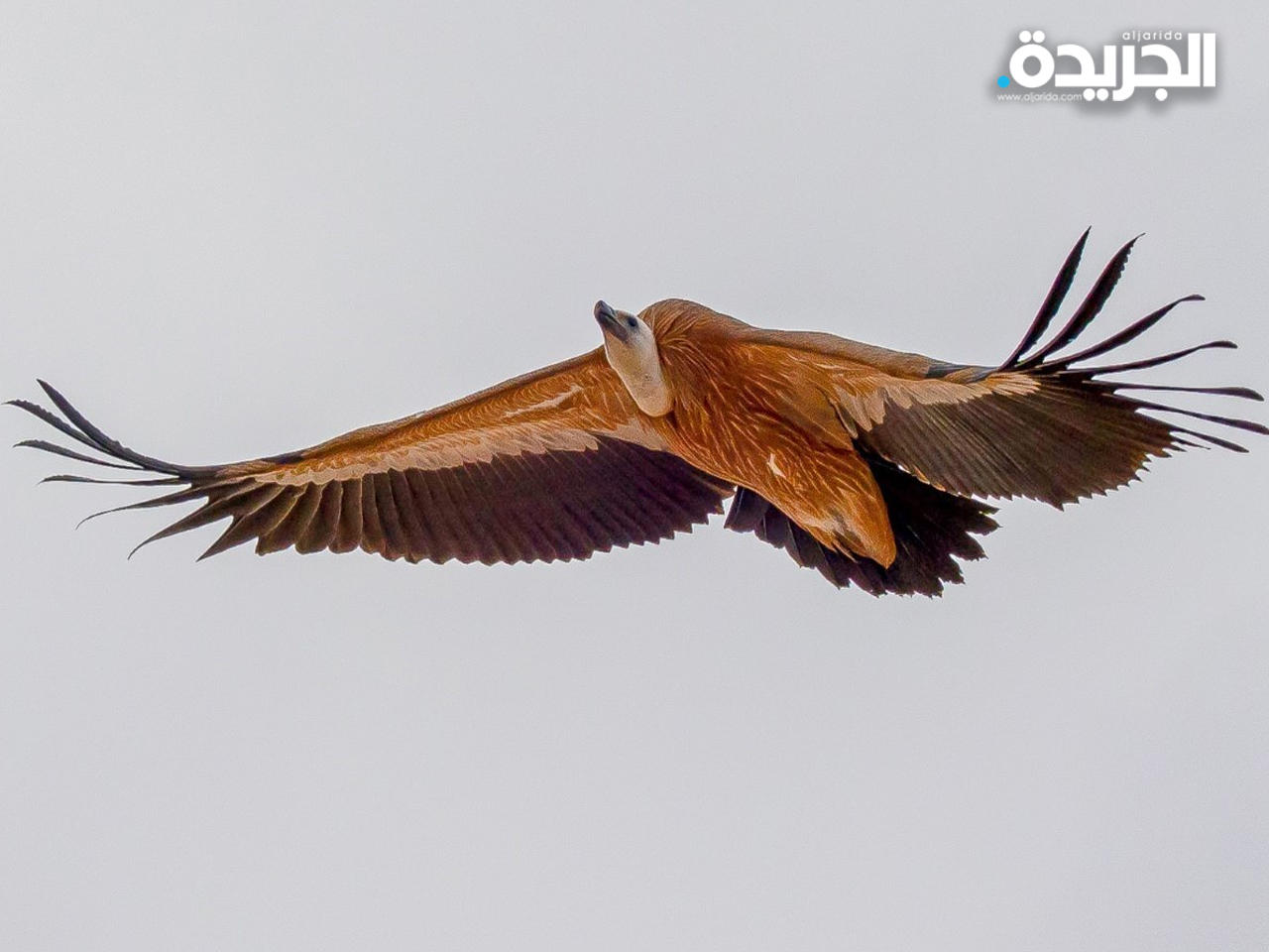 رصد 6 نسور سمراء في محمية اللياح الشمالية