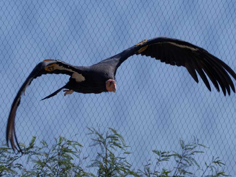 نسر الكندور