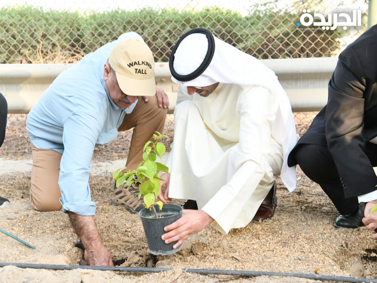 جانب من غرس أشجار السدر