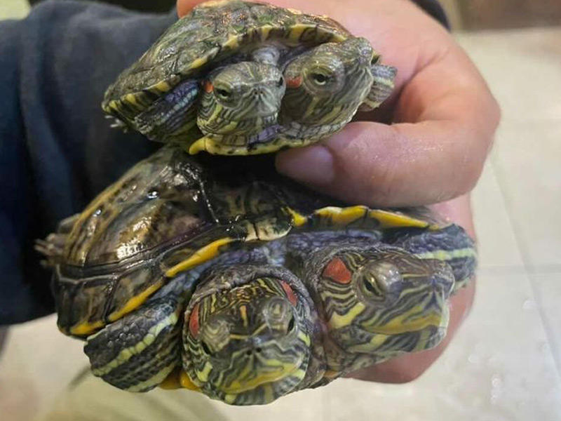 سلحفاة برأسين