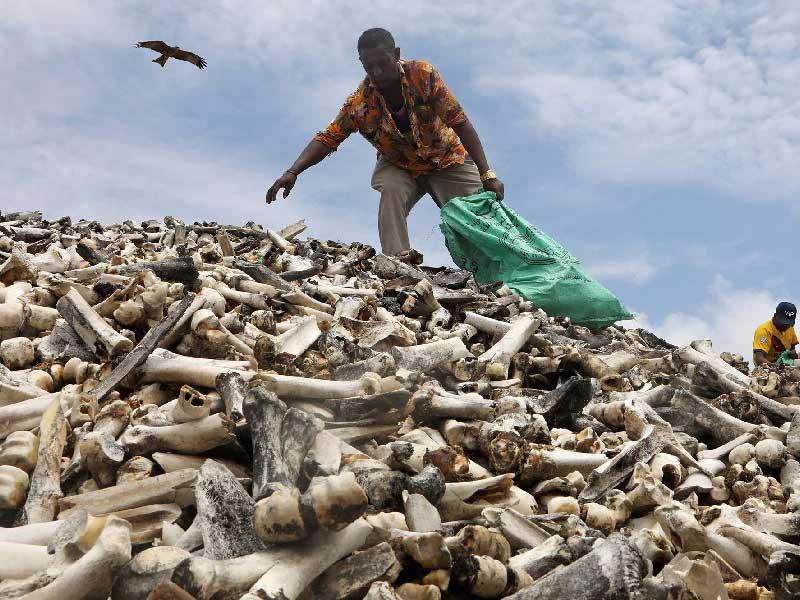 جبل من عظام الإبل