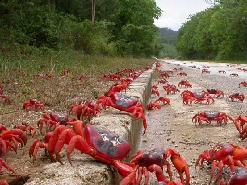 السرطانات (السلطعون) الحمراء المخيفة تجتاح شوارع استراليا