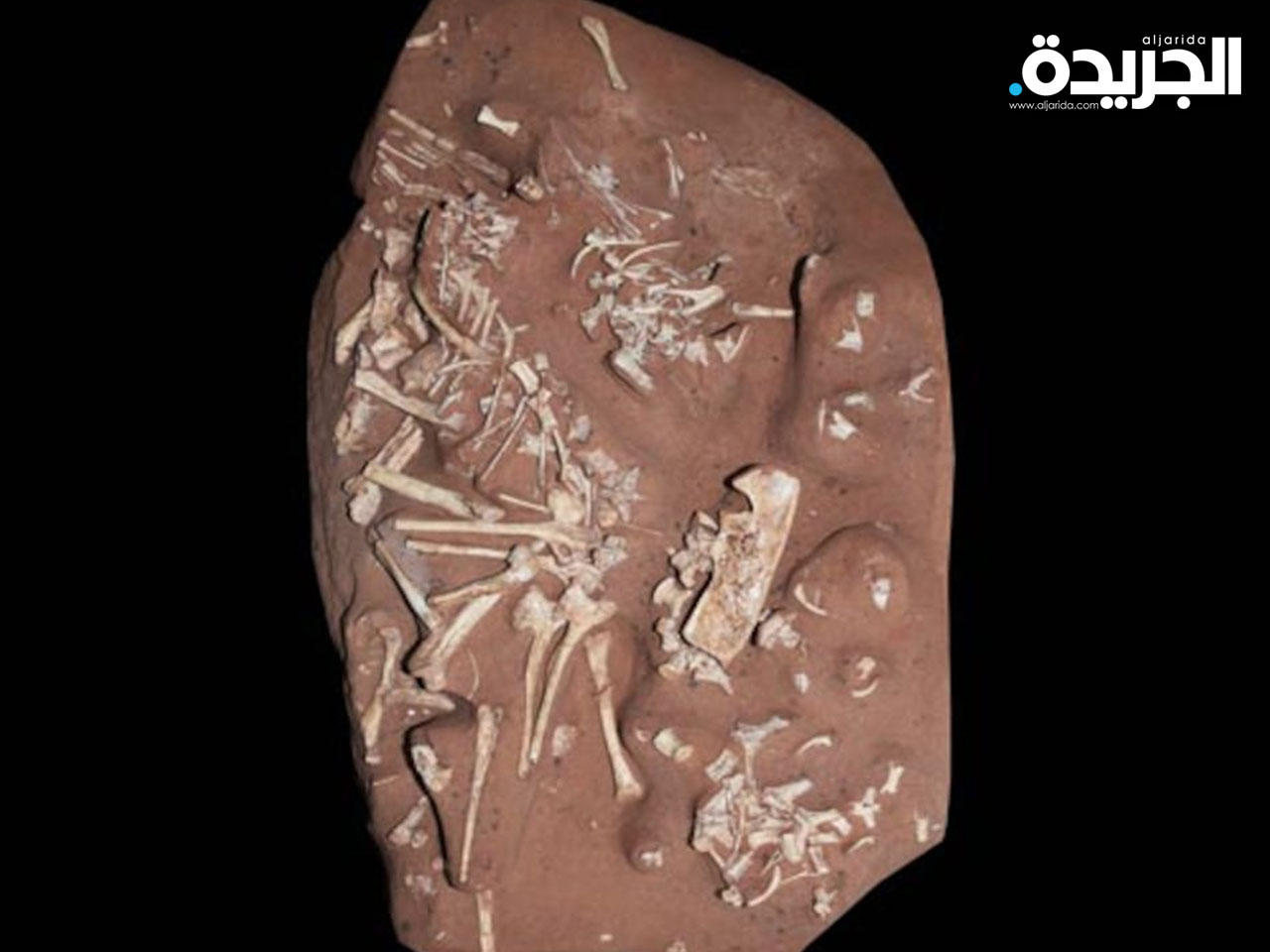 ديناصور «بيرتاساورا ليوبولديناي»