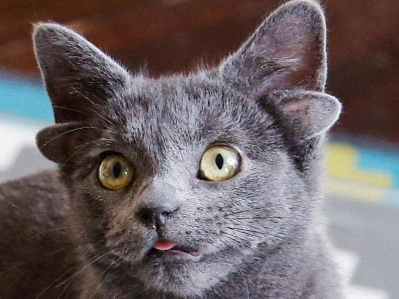 القطة ميداس