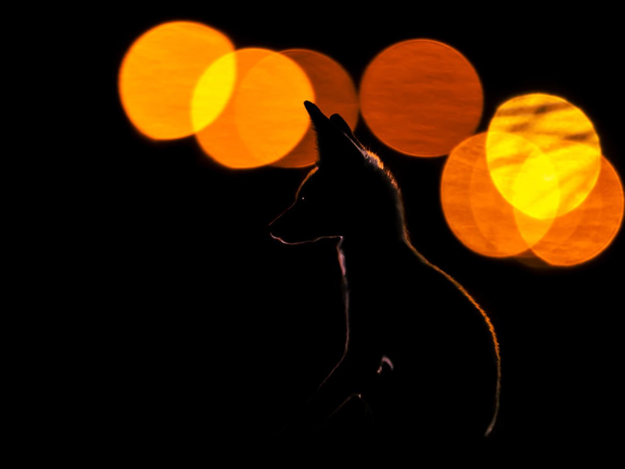 صورة «ثعلب العرب» للمصور الكويتي محمد مراد