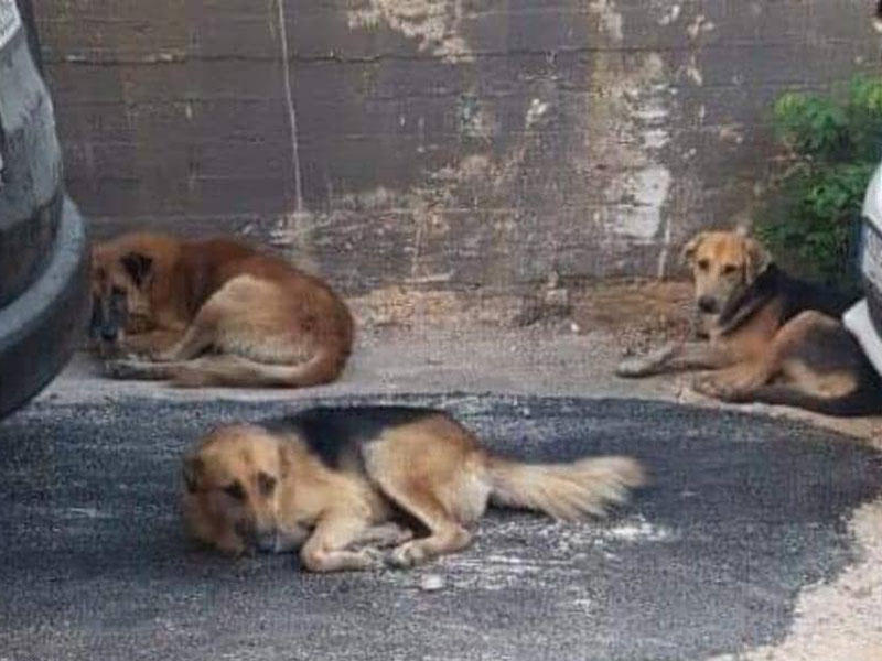 ظاهرة انتشار الكلاب الشاردة في مدينة طرابلس- شمالي لبنان