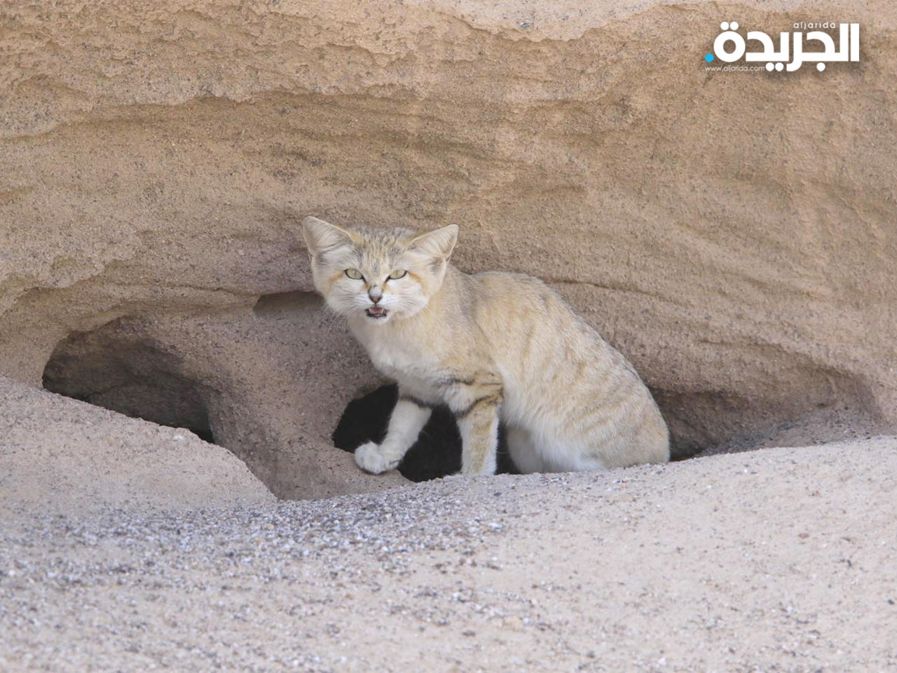 القط الرملي