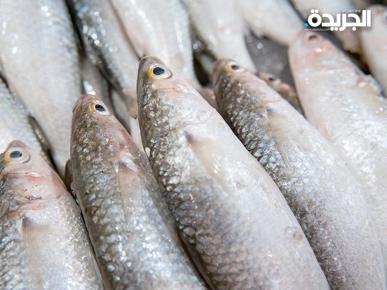 انتهاء موسم صيد «الميد» في المياه الإقليمية الكويتية