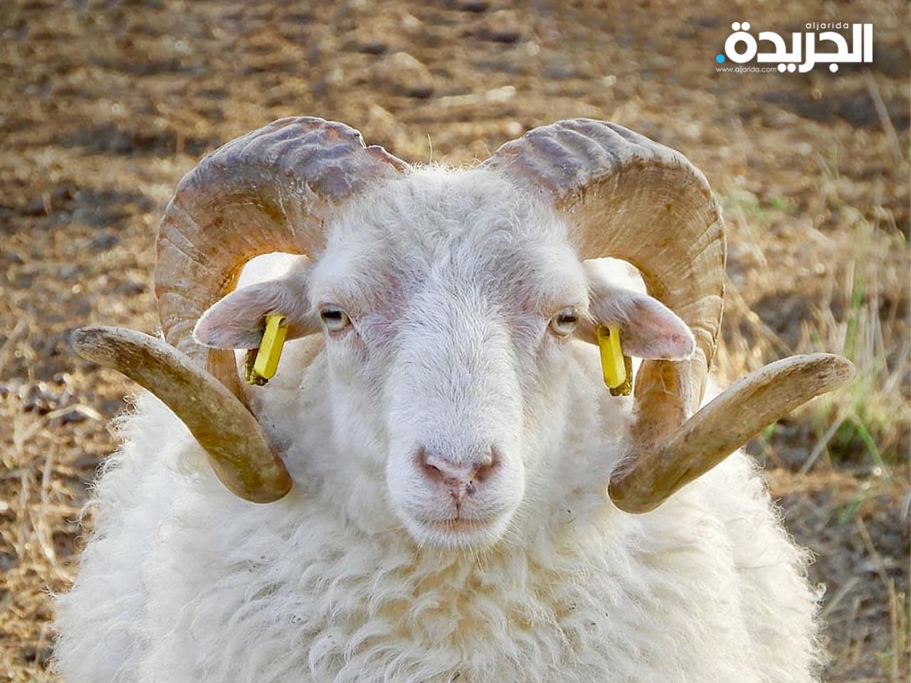 «نطحة خروف» تقتل عامل آسيوي في كبد