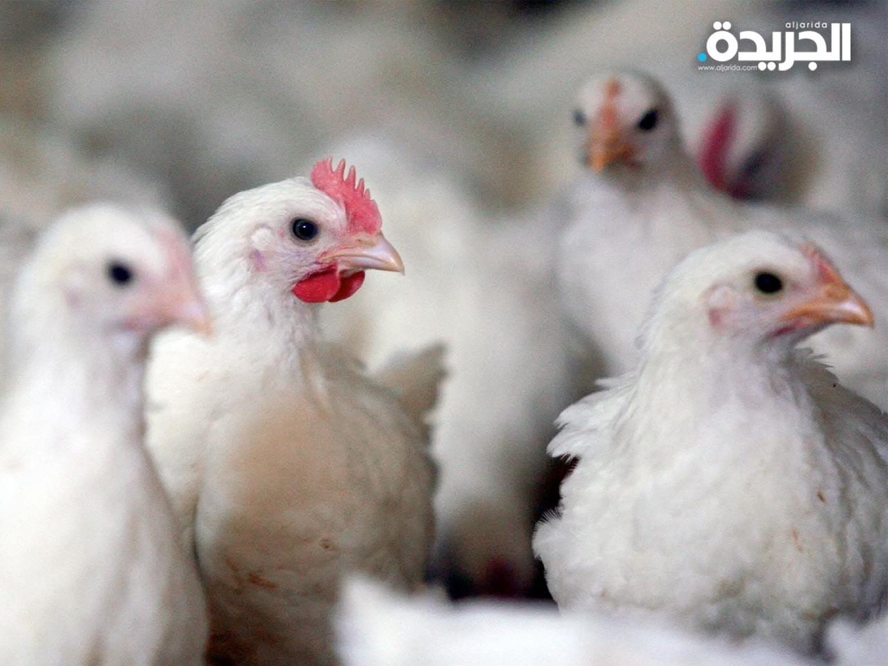 «الزراعة» تحظر استيراد الطيور من فرنسا وإيران