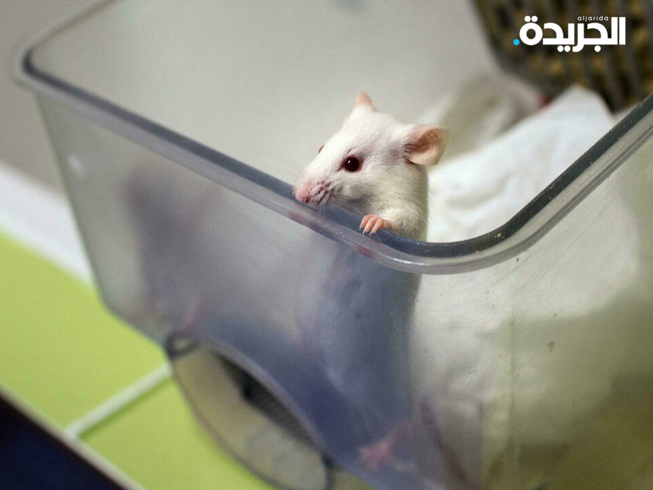 فأر.. قد يكون مصدر لإصابة بـ «كورونا»