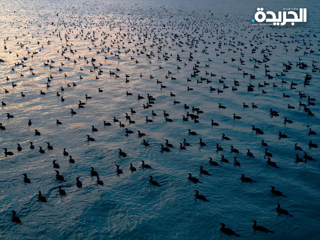أسراب طيور «اللوهة» المهاجرة
