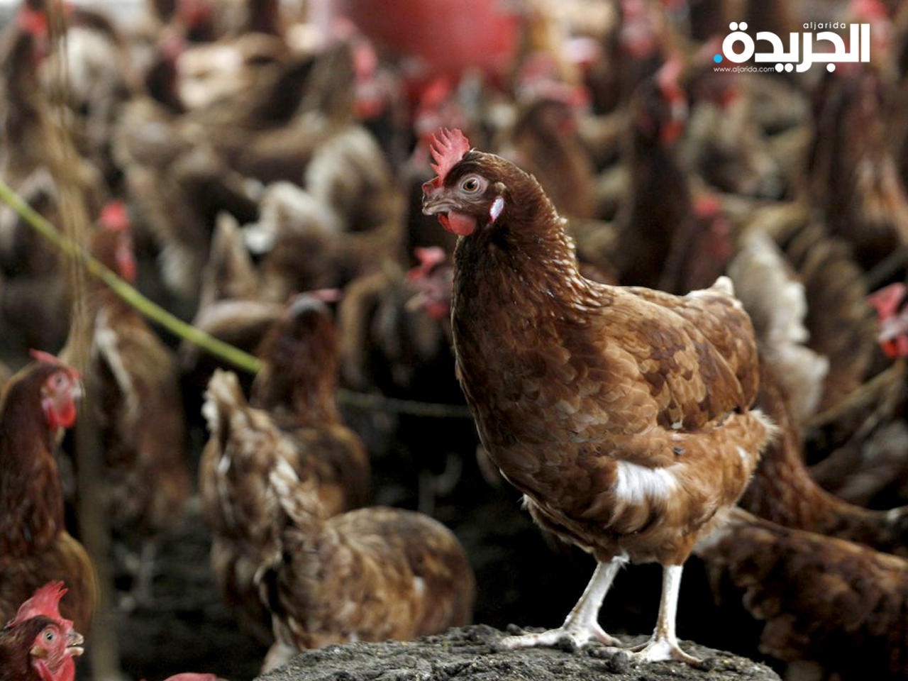 الكويت تحظر استيراد جميع أنواع لحوم الطيور من إقليم نورد