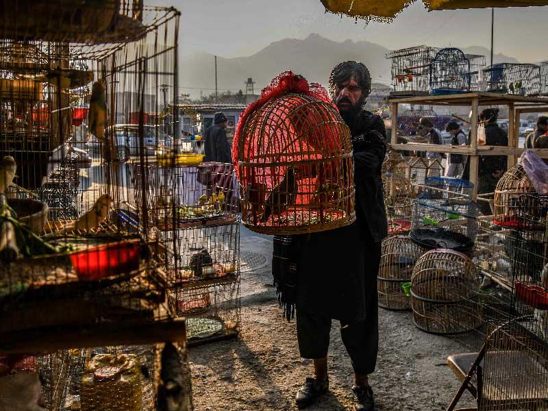 سوق للحيوانات في أفغانستان
