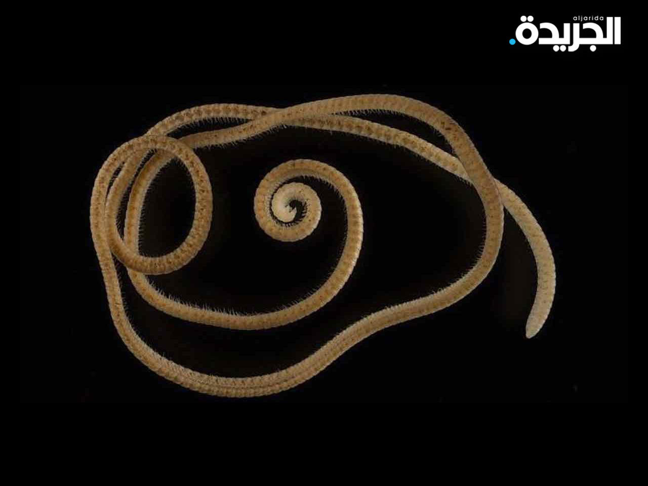 اكتشاف حيوان لديه عدد قياسي من القوائم يبلغ 1306