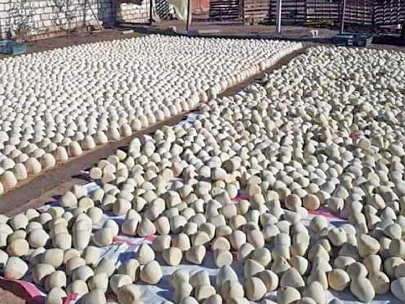 أجبان مصرية مطلية بصبغ أبيض!