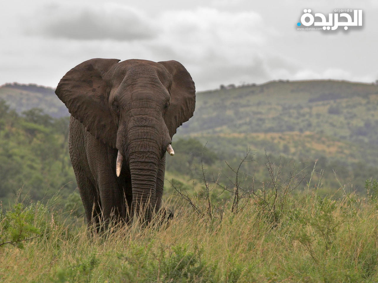 مقتل امرأة وطفلها دهساً تحت أقدام فيل في زيمبابوي
