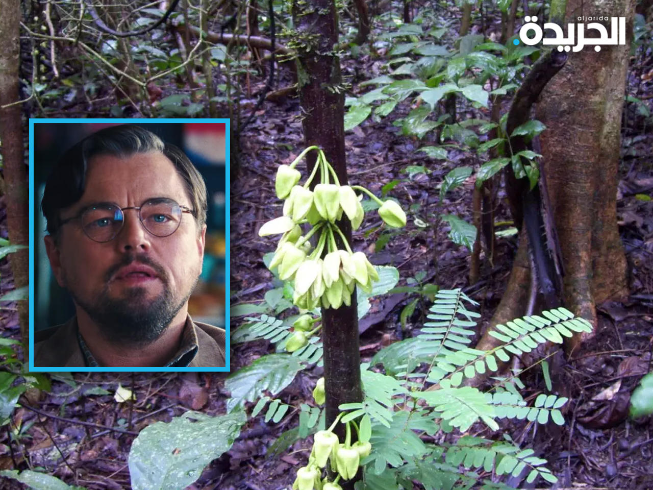 شجرة «Uvariopsis DiCaprio»