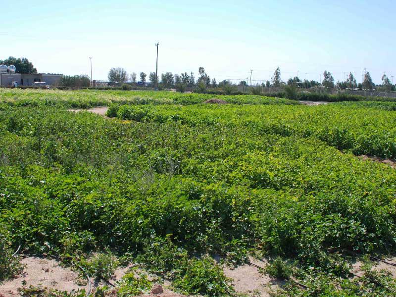 جانب من مزارع العبدلي (أرشيف)n