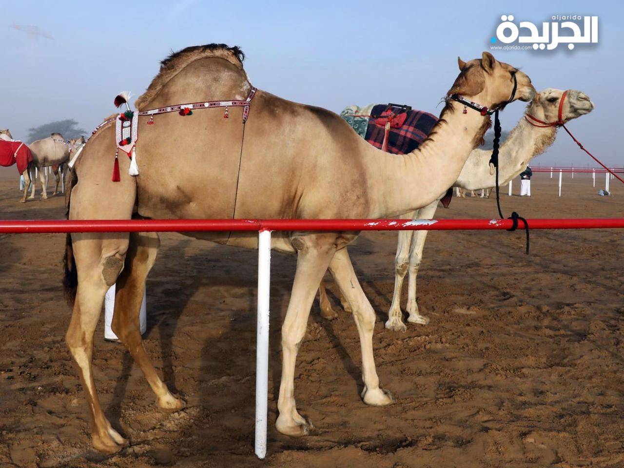 مهرجان الملك عبدالعزيز للهجن