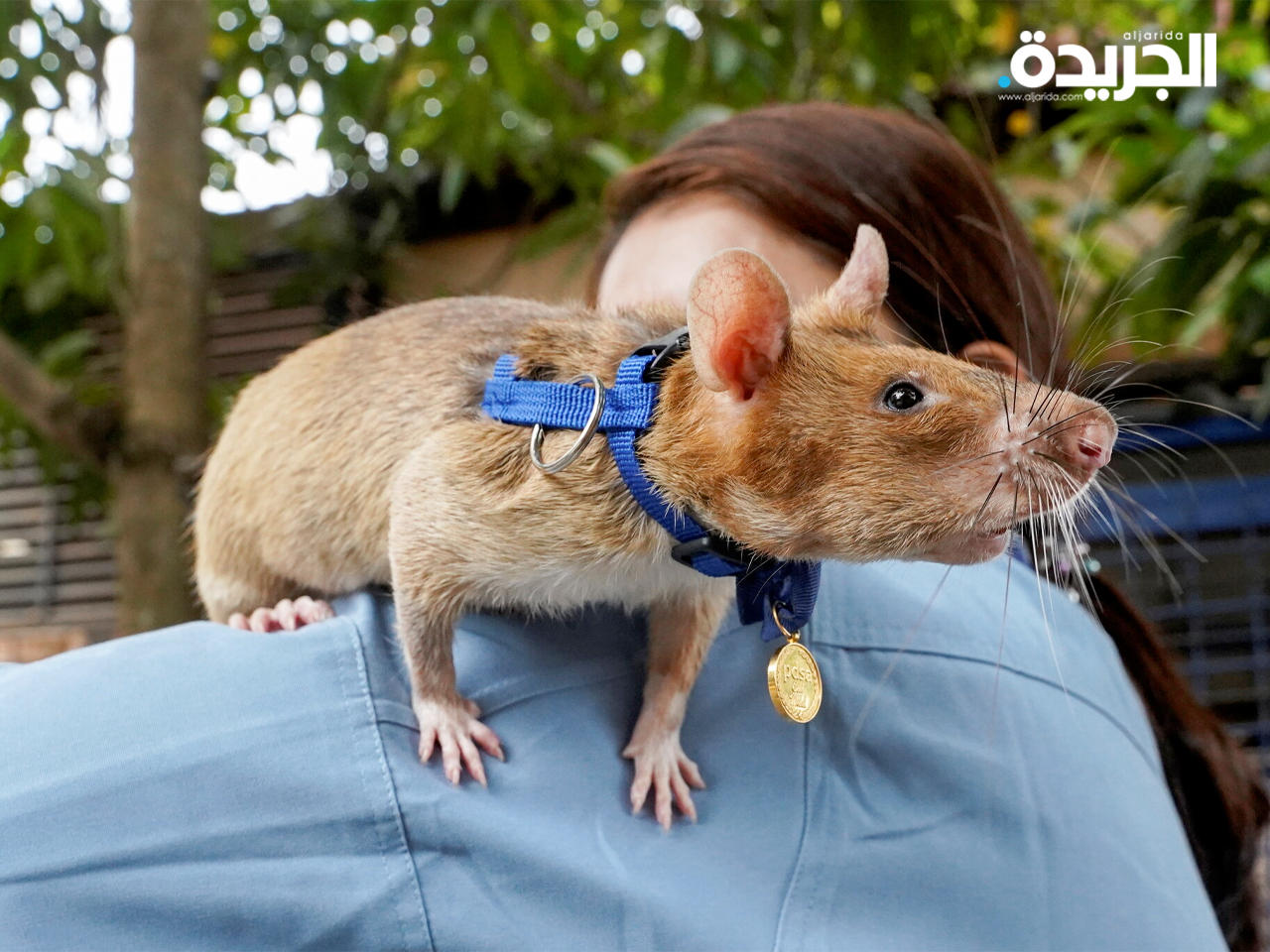 الجرذ «ماغاوا» قضى عن عمر ثماني سنوات