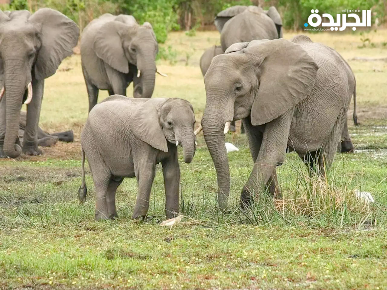 فيلة بوتسوانا