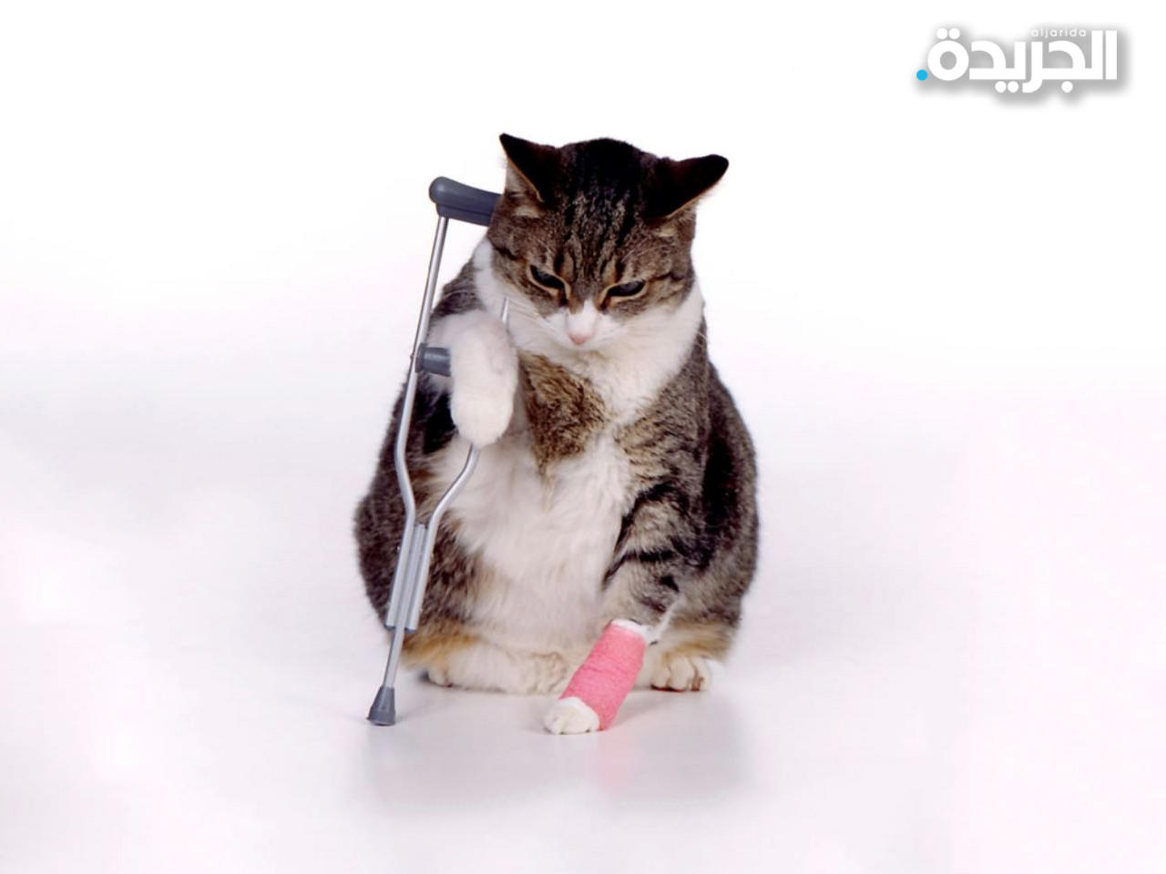 الولايات المتحدة توافق على علاج للقطط التي تعاني من هشاشة في العظام