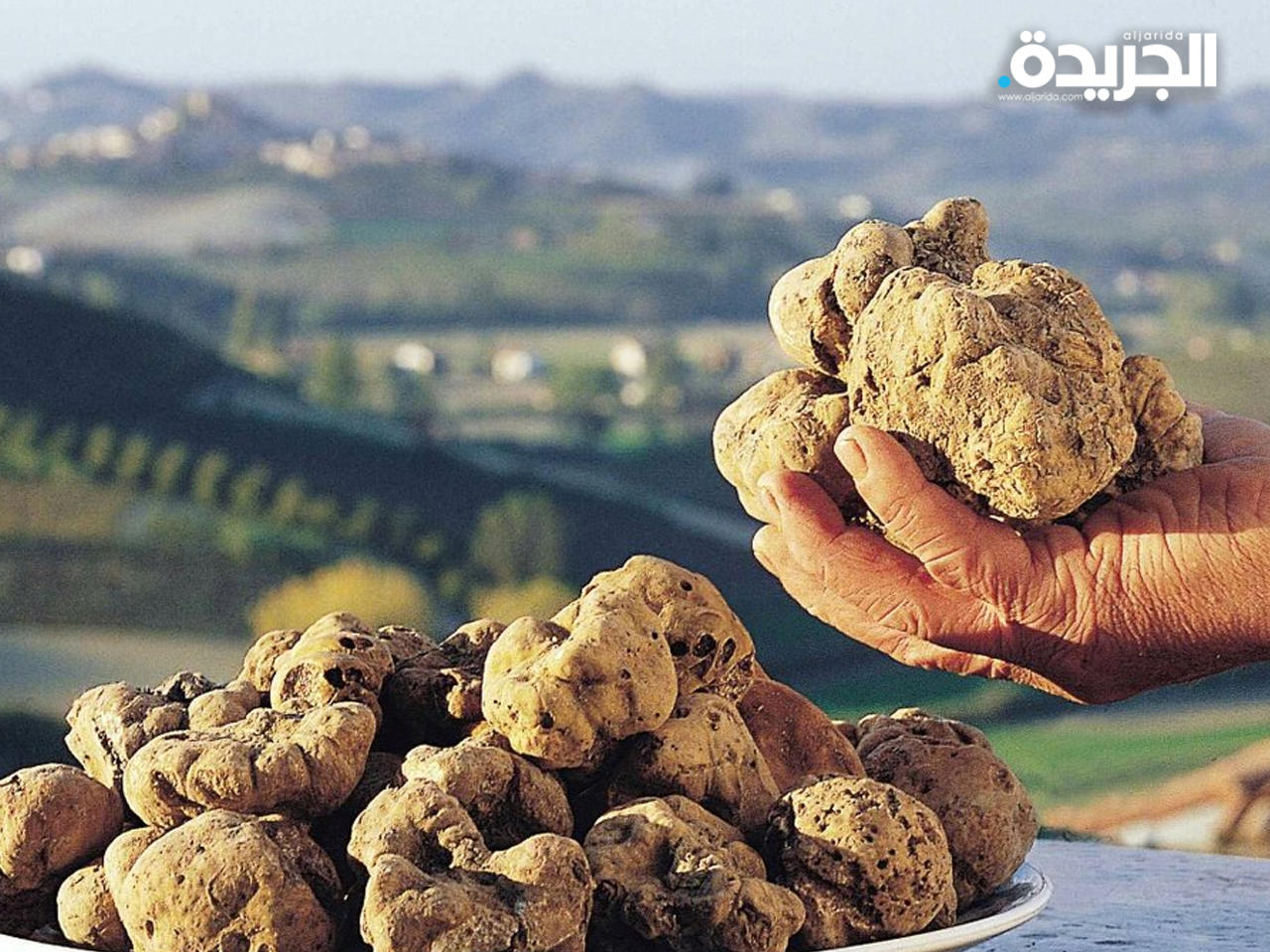 الكمأ الأبيض «الفقع»