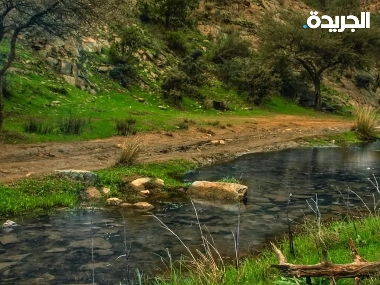 مشاهد خلابة للخضرة الطاغية في وادي ضرك بالسعودية