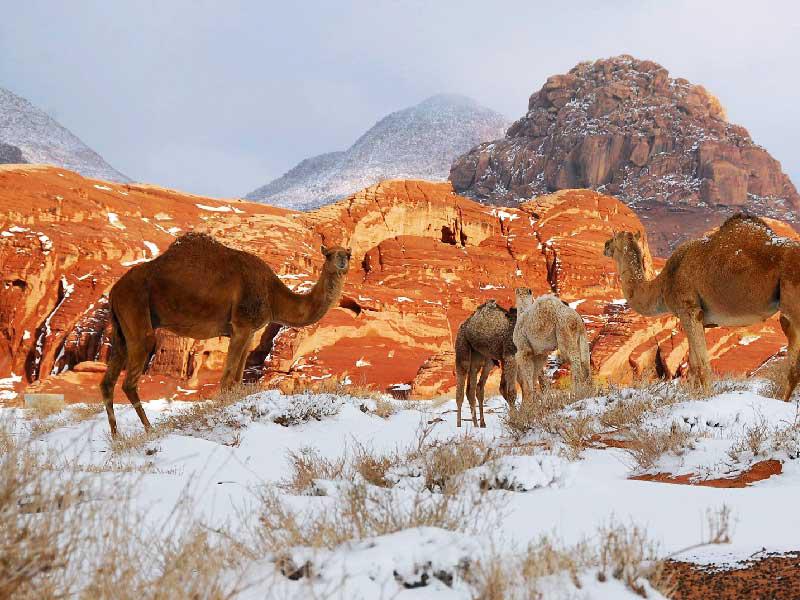 دموع الإبل تتجمد في شمال السعوديةn