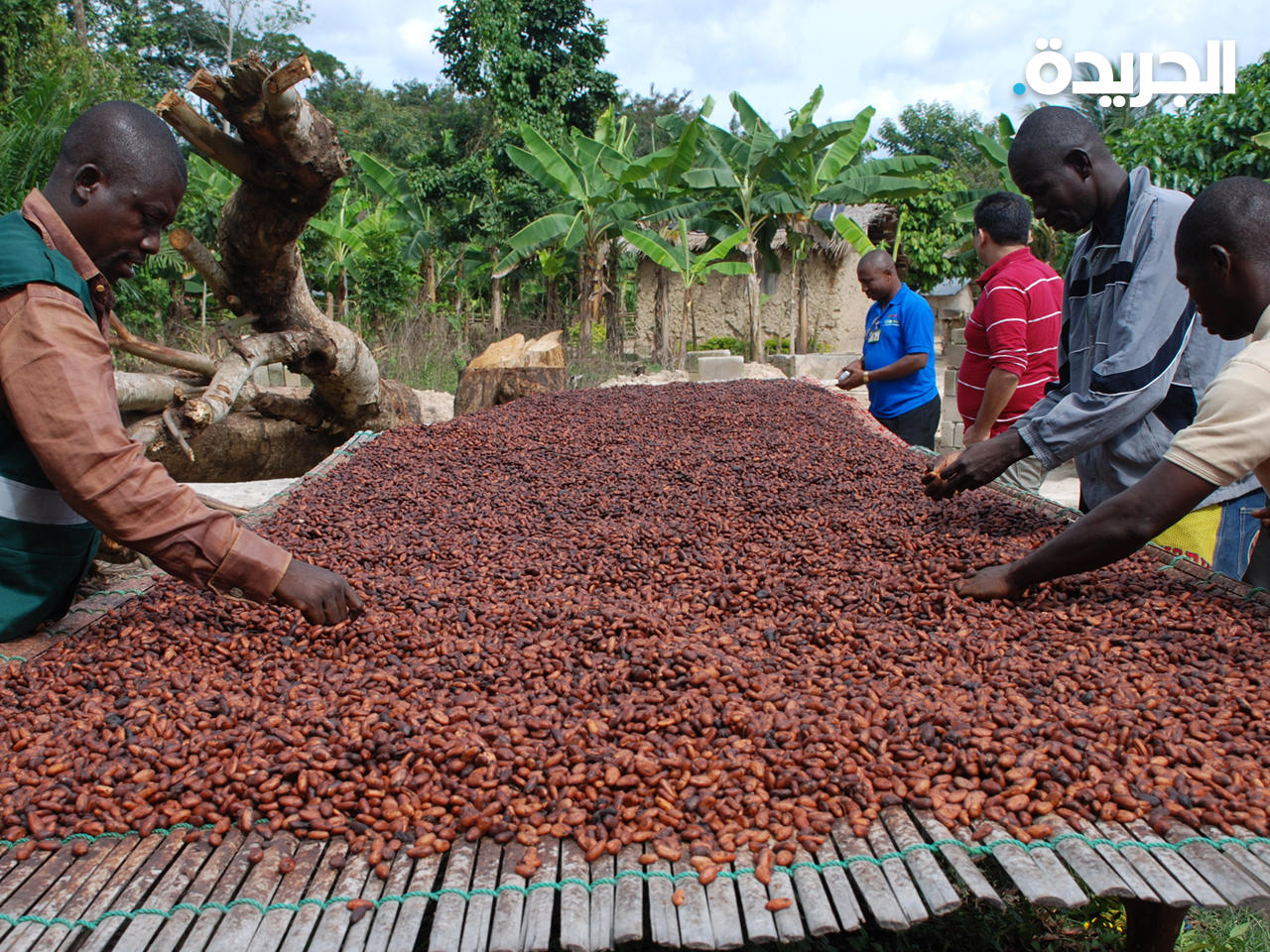 صورة أرشيفية لمزارعي الكاكاو