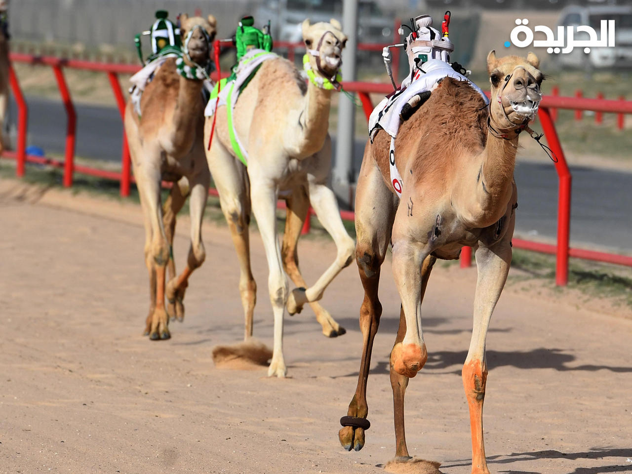 جانب من منافسات بطولة الكويت الدولية لسباقات الهجن