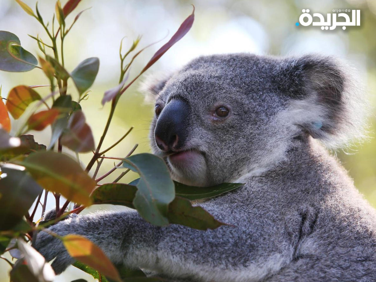 حيوان الكوالا