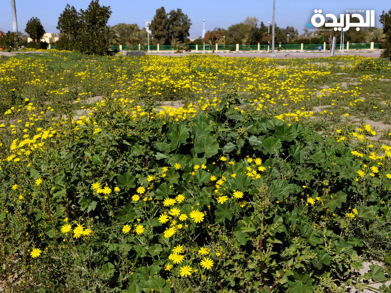 «النوير» تزين أرض الكويت في فبراير