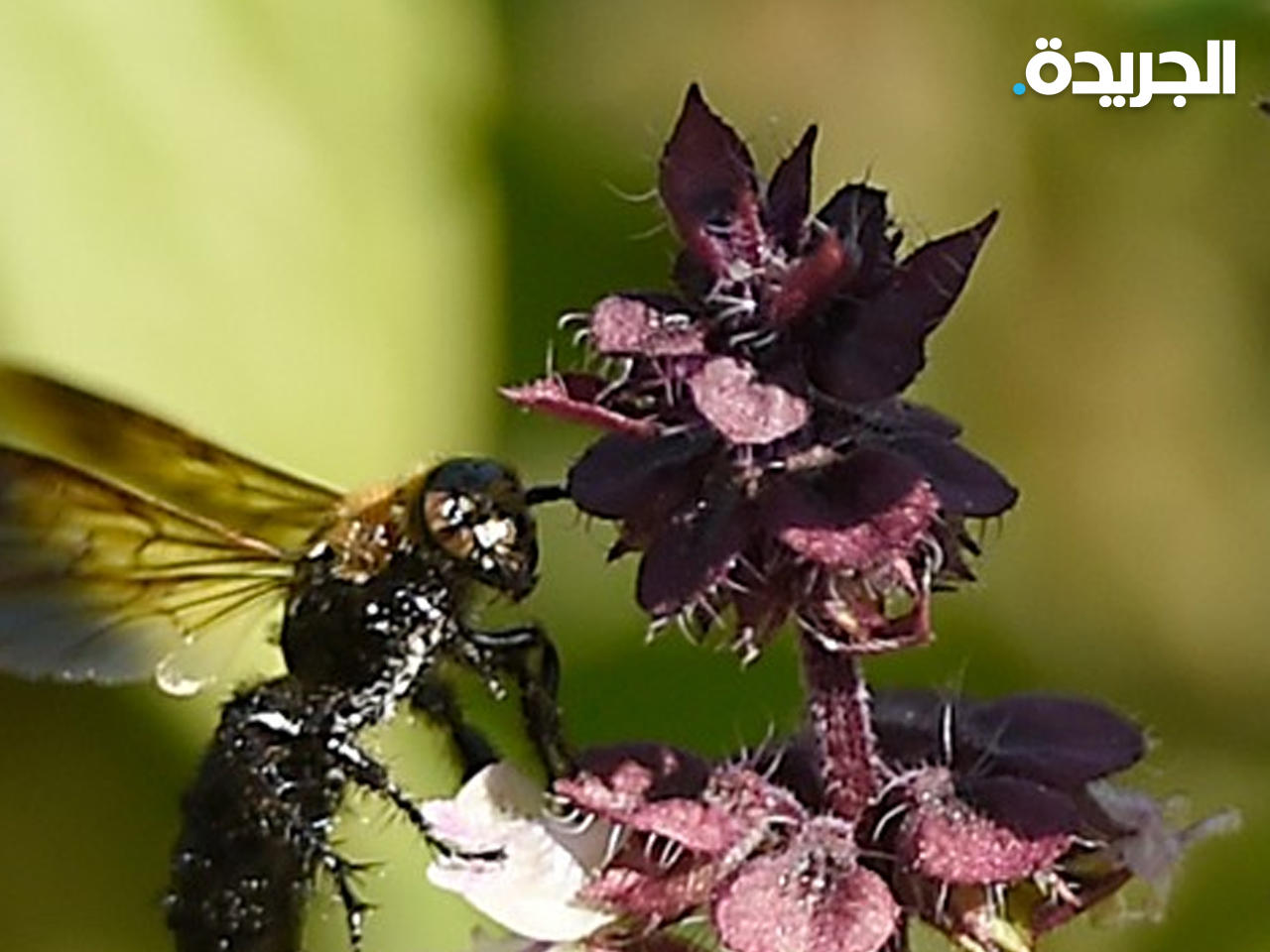 لزهور وأسراب النحل تضفي منظرا بديعا مع بشائر فصل الربيع