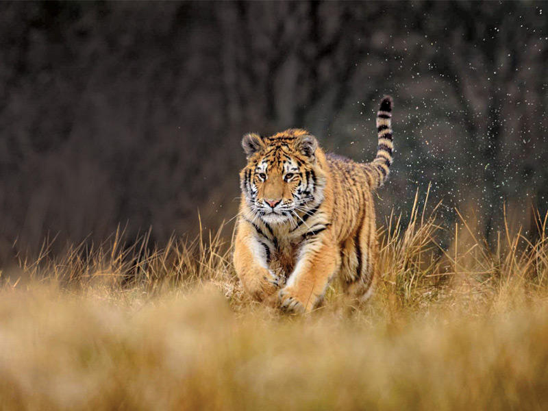  نمر فتي صغير