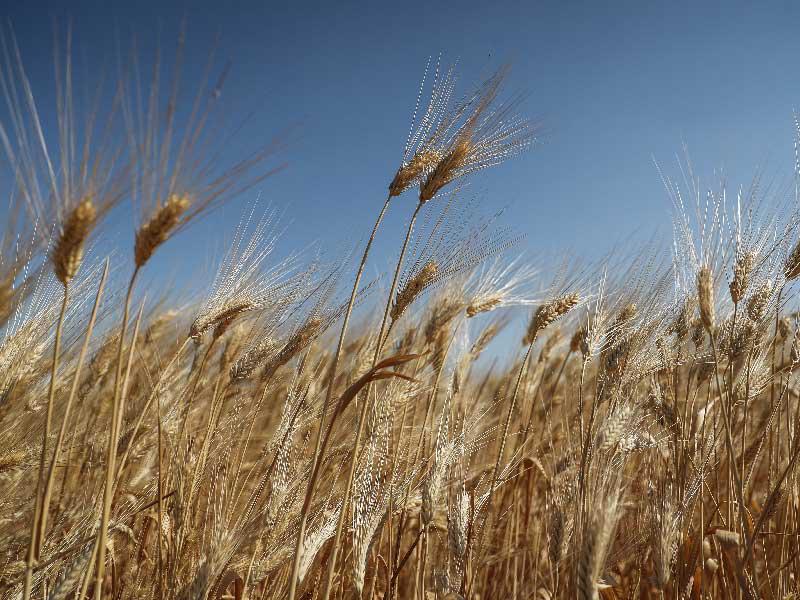 القمح 
