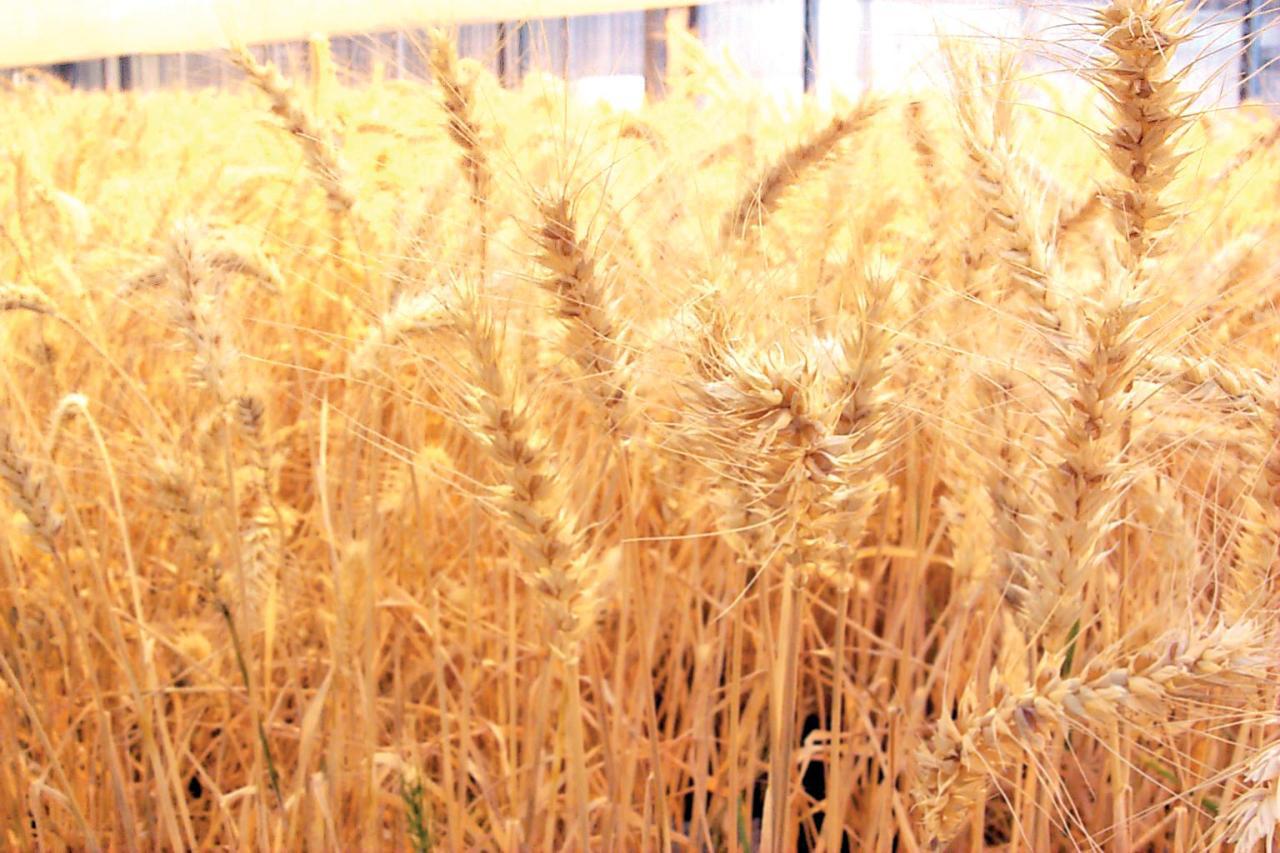 احتياطي القمح يكفي لبنان مدة شهر